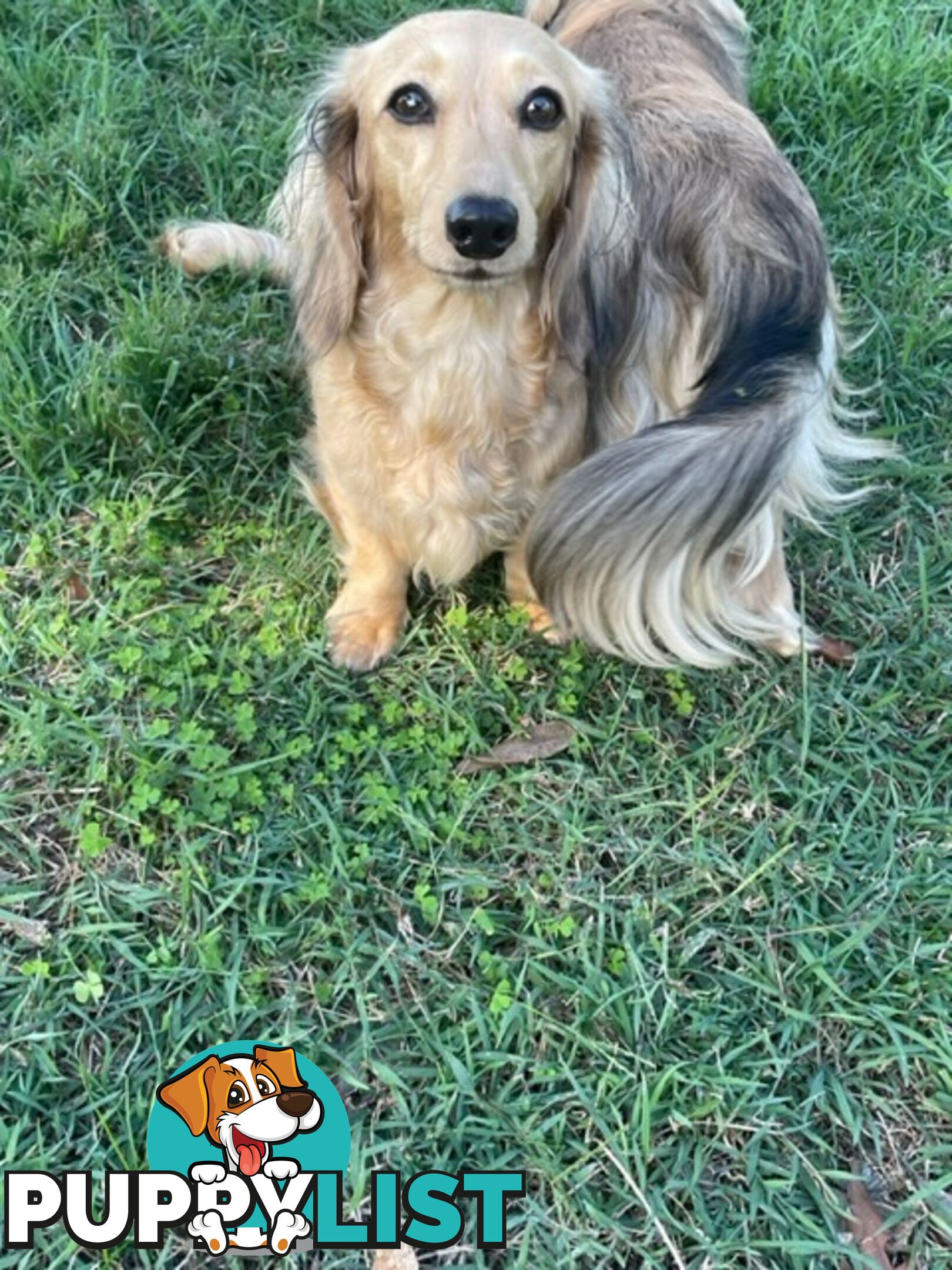 Long Hair Dachshund Puppies