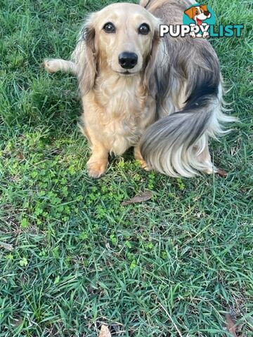 Long Hair Dachshund Puppies