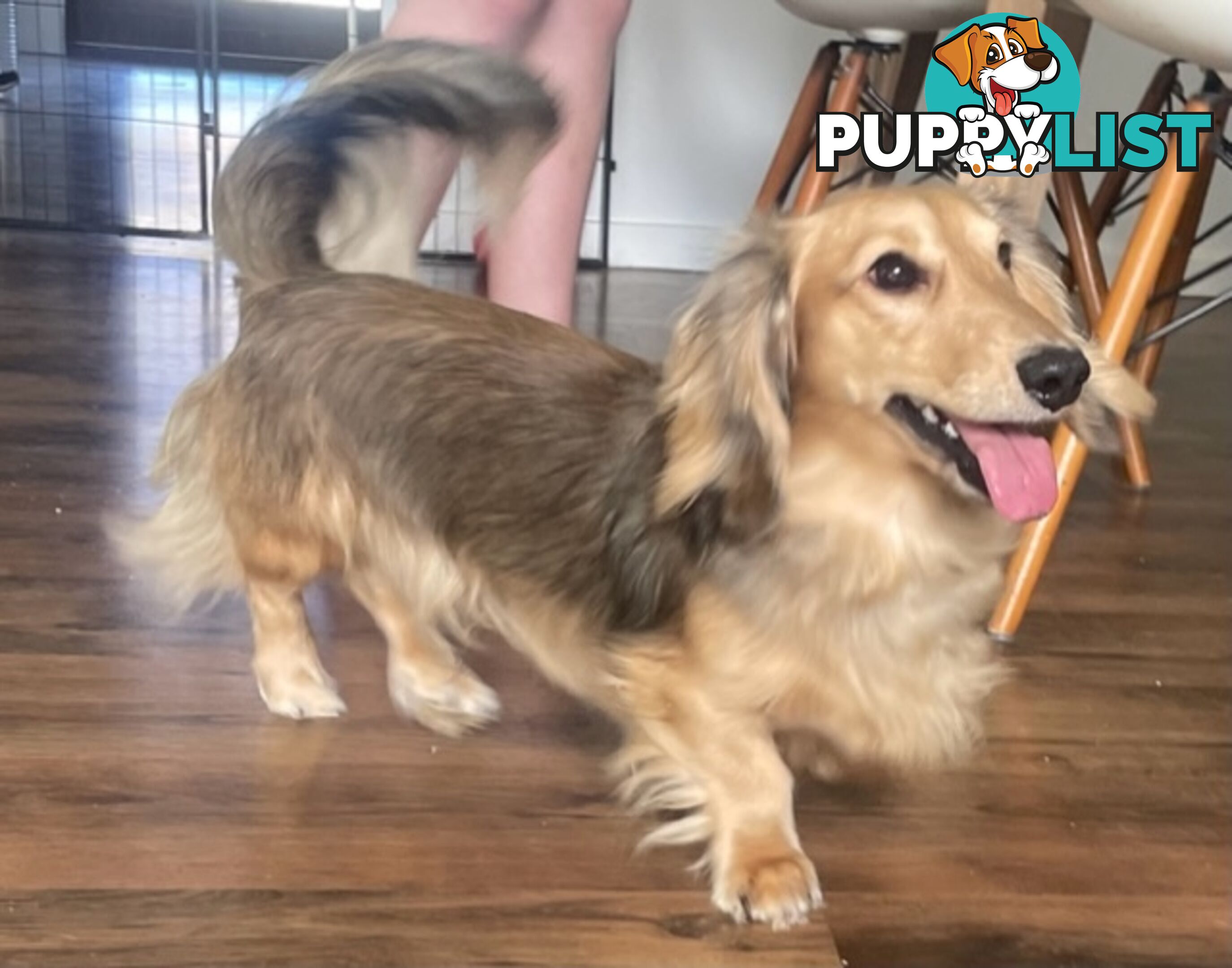 Long Hair Dachshund Puppies