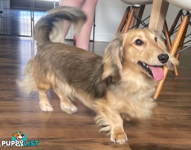 Long Hair Dachshund Puppies