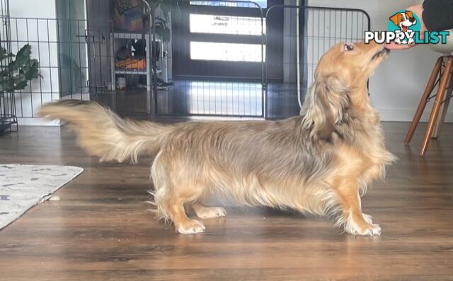 Long Hair Dachshund Puppies