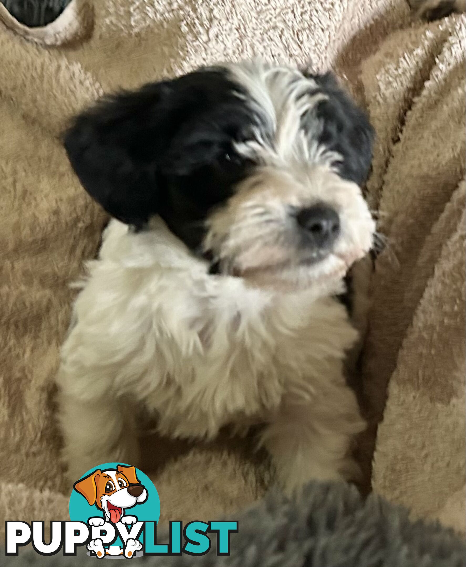 Charming Schnoodle Puppies