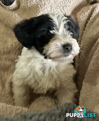 Charming Schnoodle Puppies