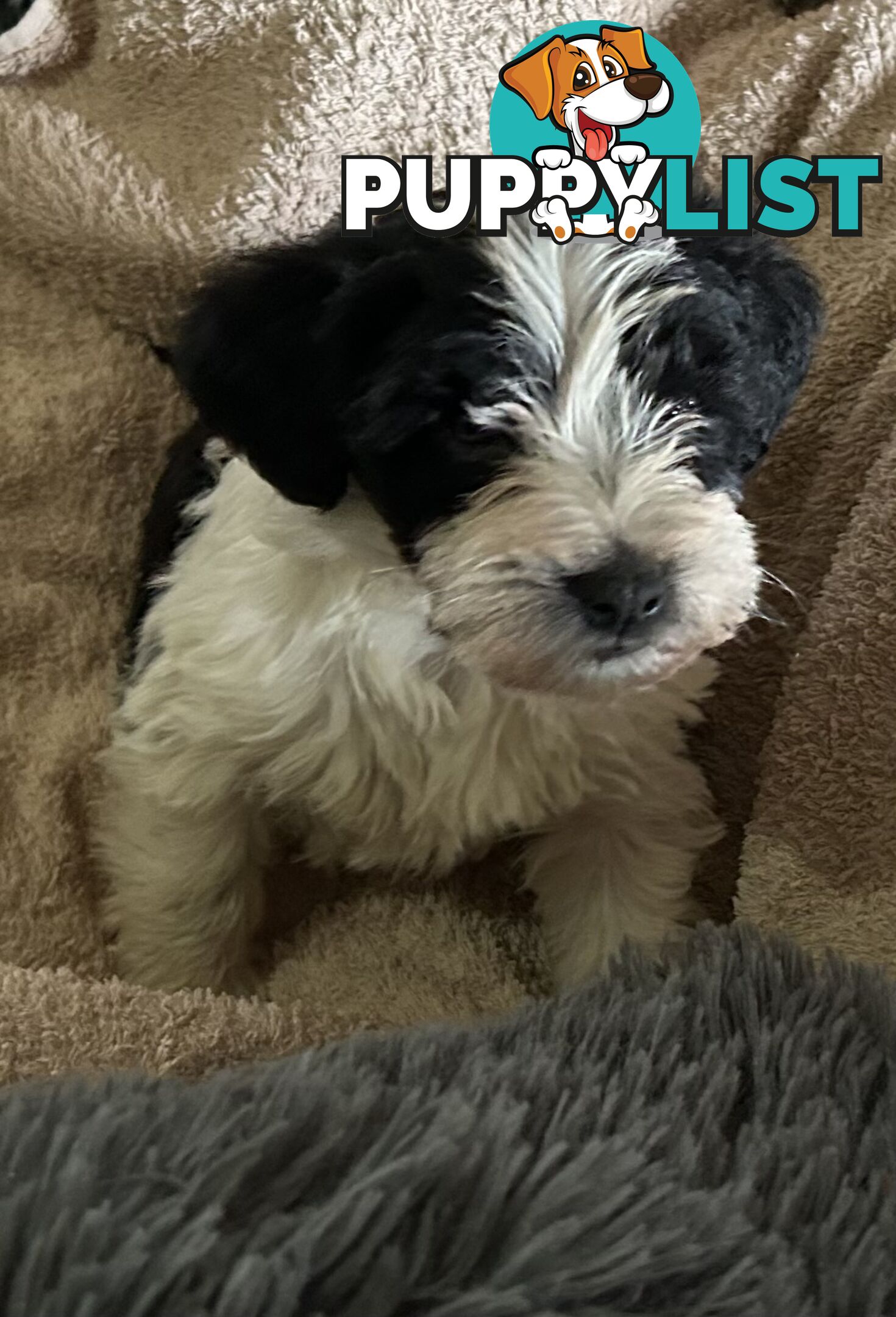 Charming Schnoodle Puppies