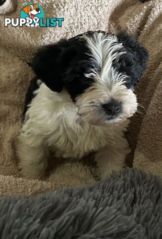 Charming Schnoodle Puppies