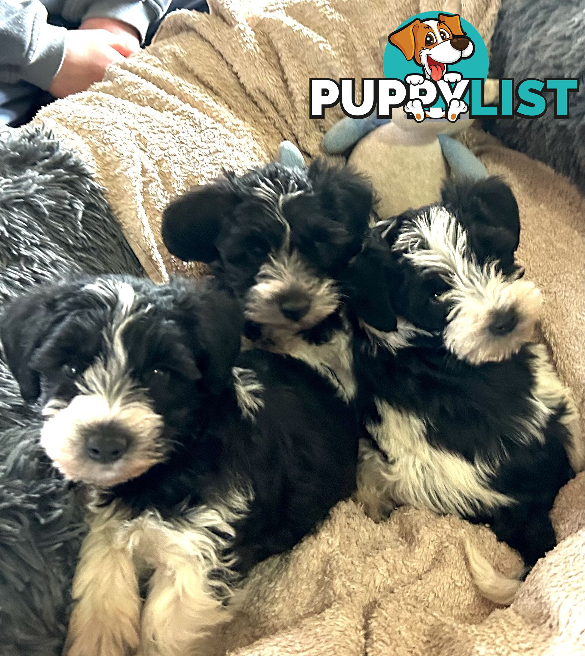 Charming Schnoodle Puppies
