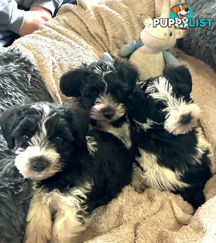 Charming Schnoodle Puppies