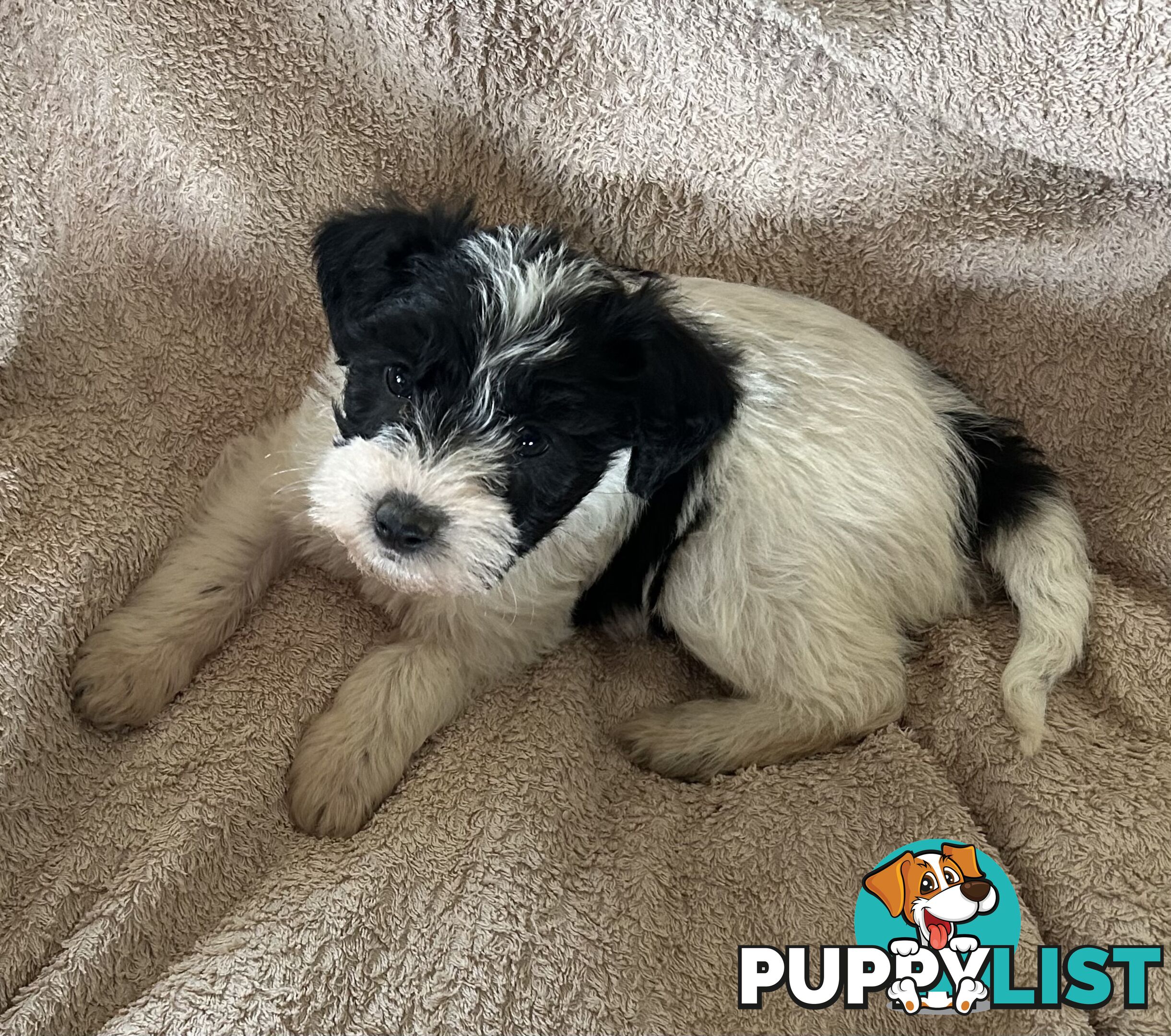 Charming Schnoodle Puppies