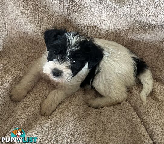Charming Schnoodle Puppies