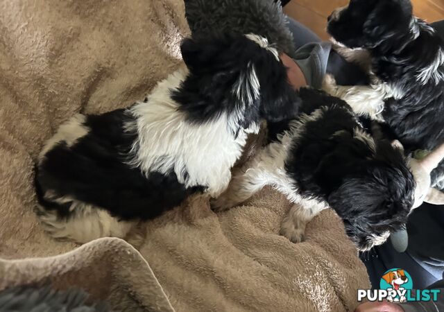 Charming Schnoodle Puppies