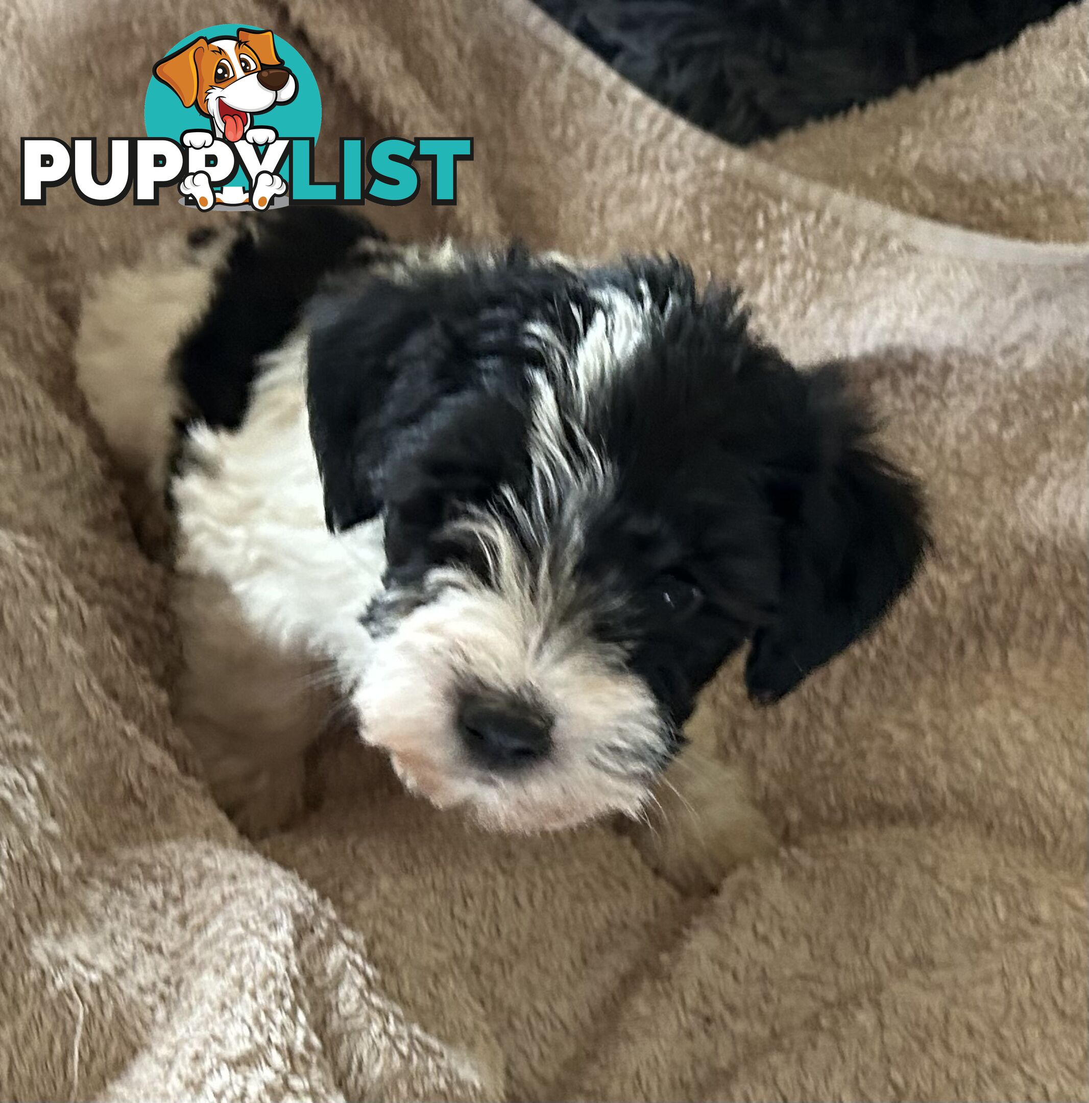 Charming Schnoodle Puppies