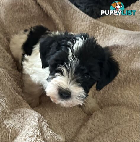 Charming Schnoodle Puppies