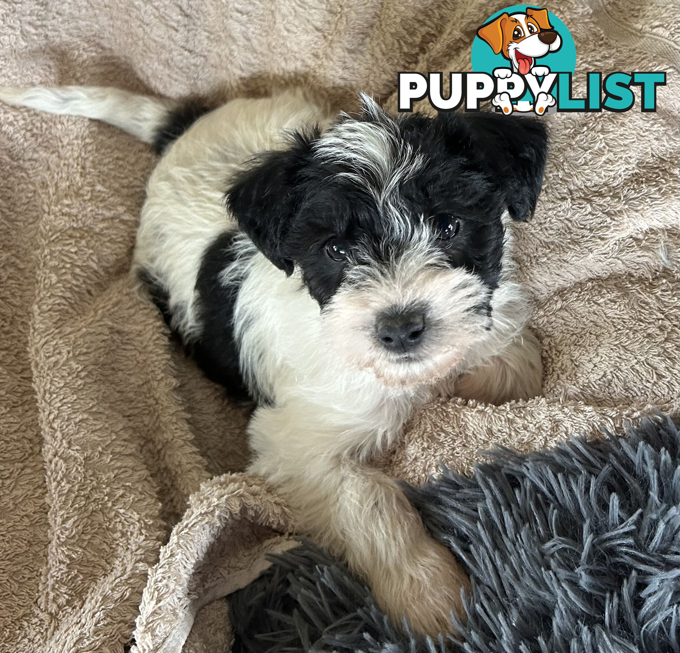 Charming Schnoodle Puppies