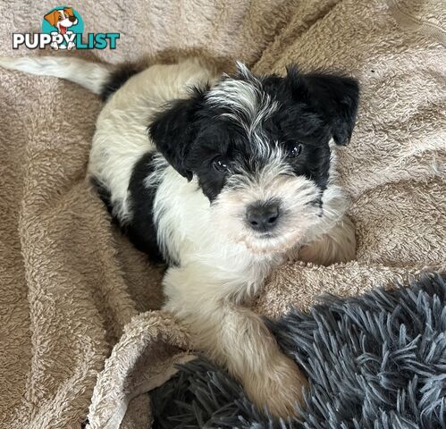 Charming Schnoodle Puppies