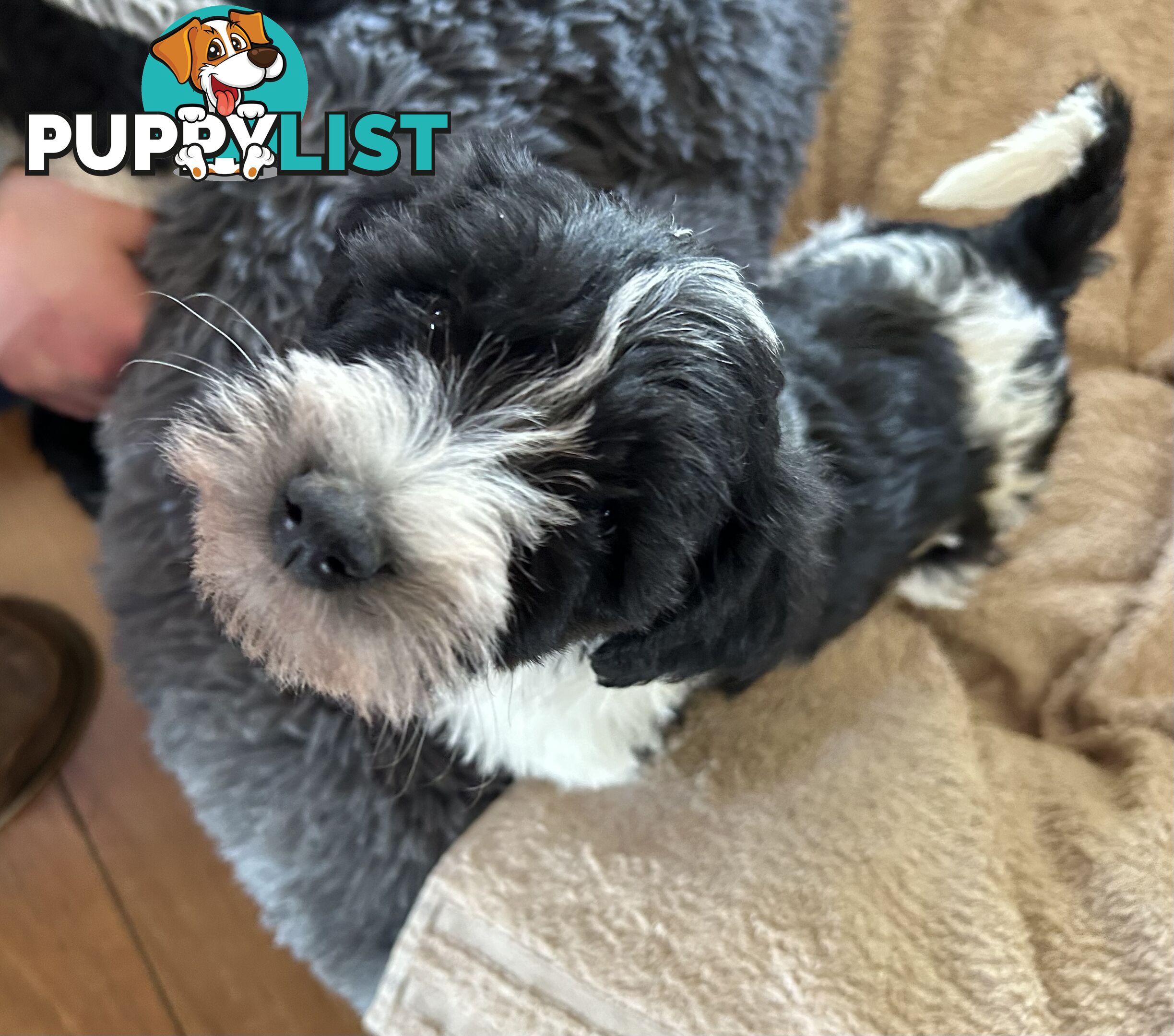 Charming Schnoodle Puppies