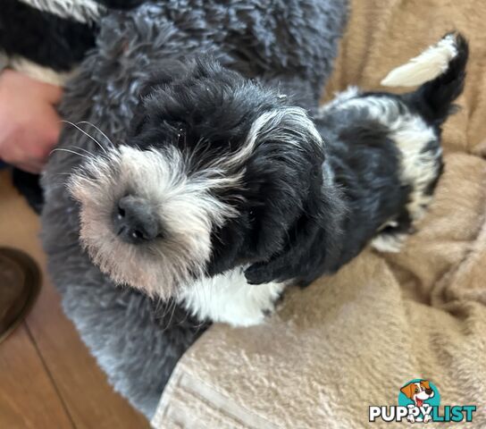 Charming Schnoodle Puppies