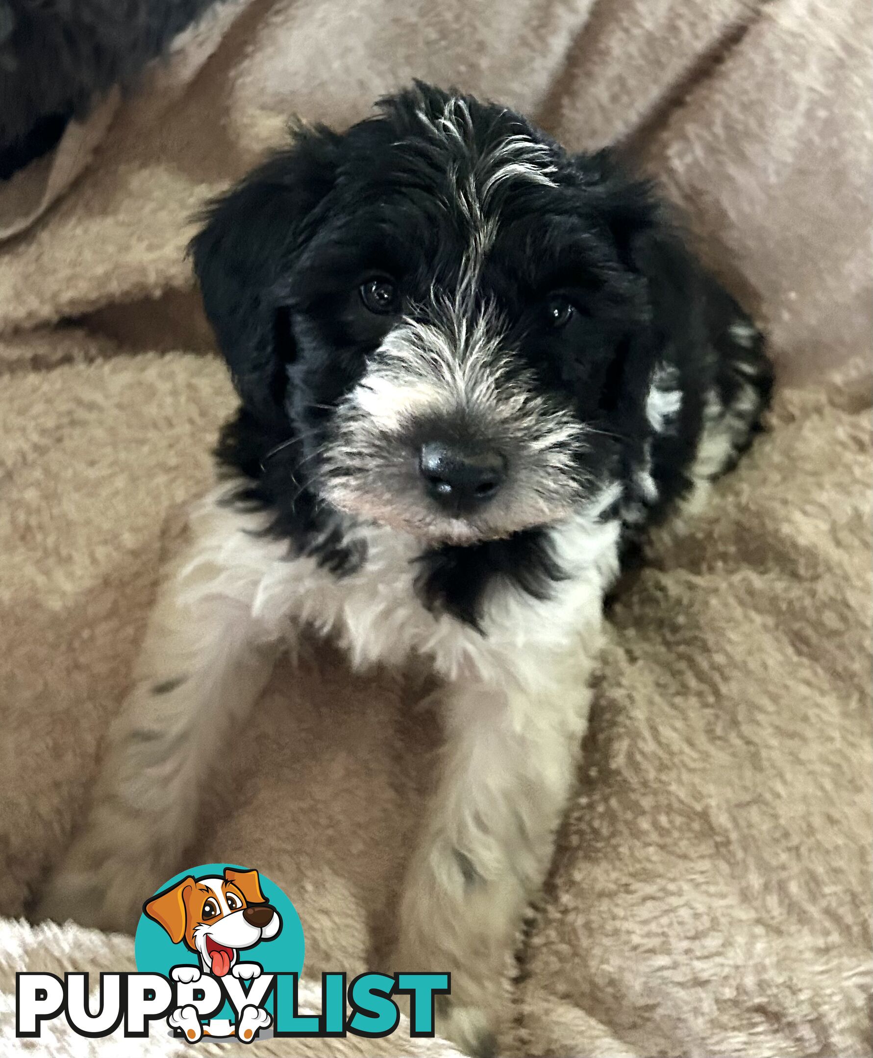 Charming Schnoodle Puppies
