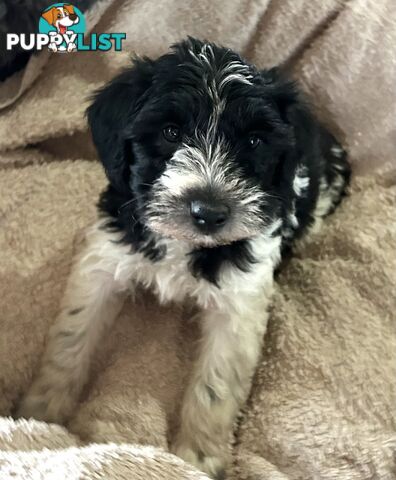 Charming Schnoodle Puppies
