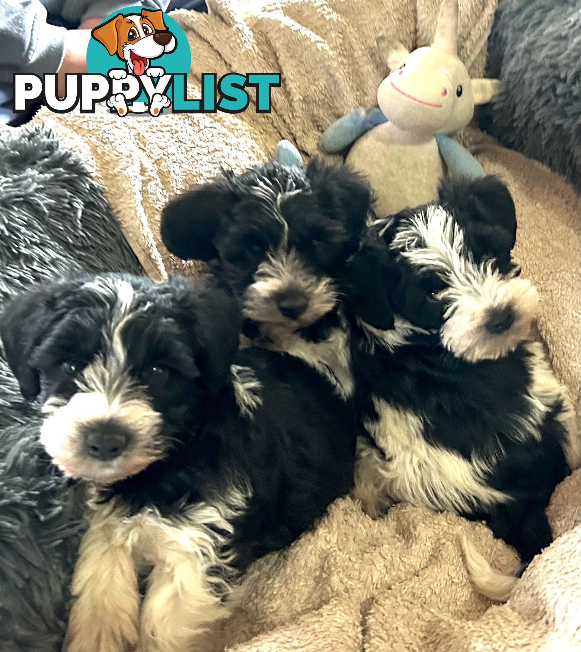 Charming Schnoodle Puppies
