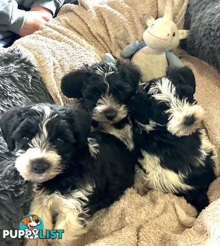 Charming Schnoodle Puppies