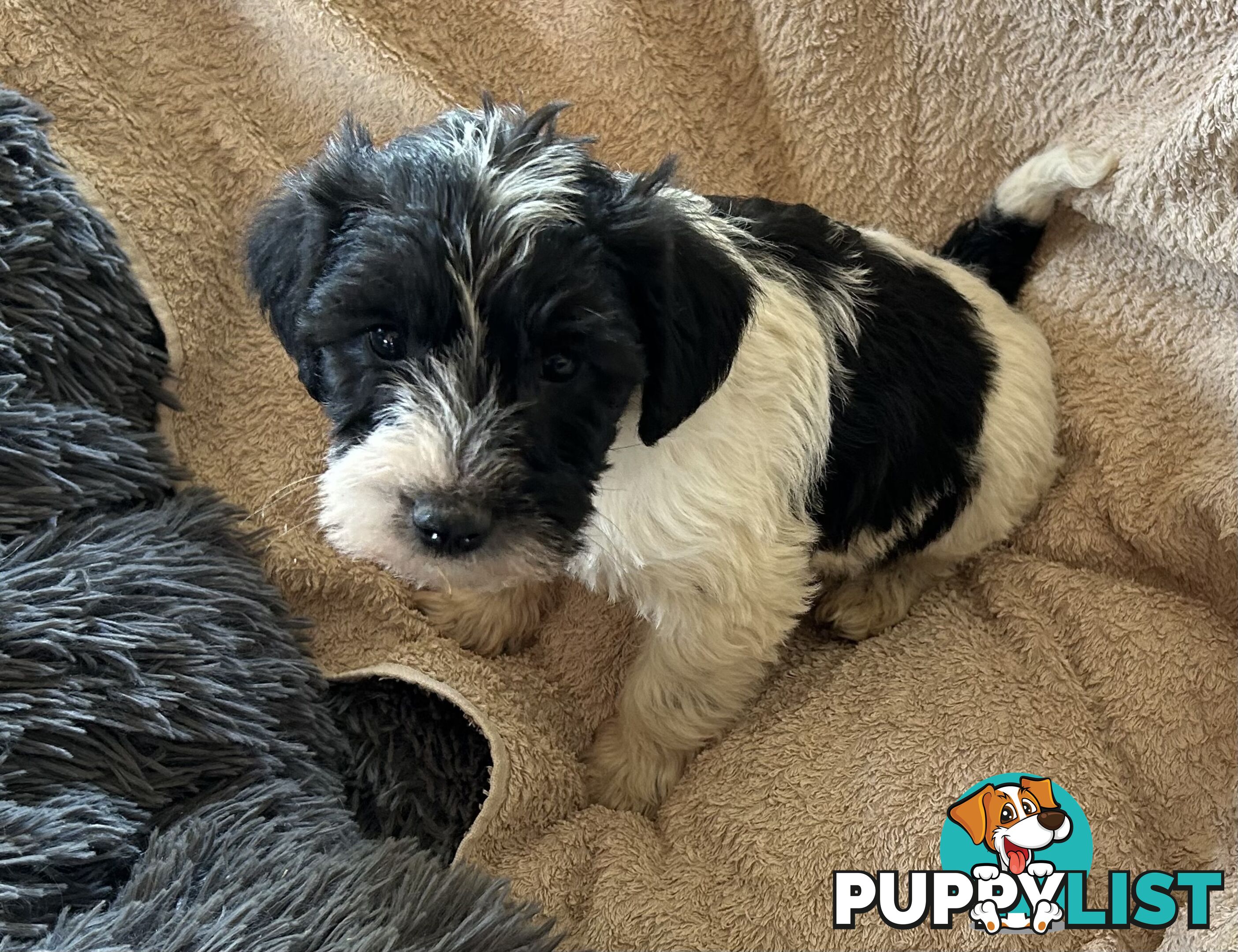 Charming Schnoodle Puppies