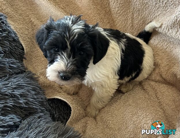 Charming Schnoodle Puppies