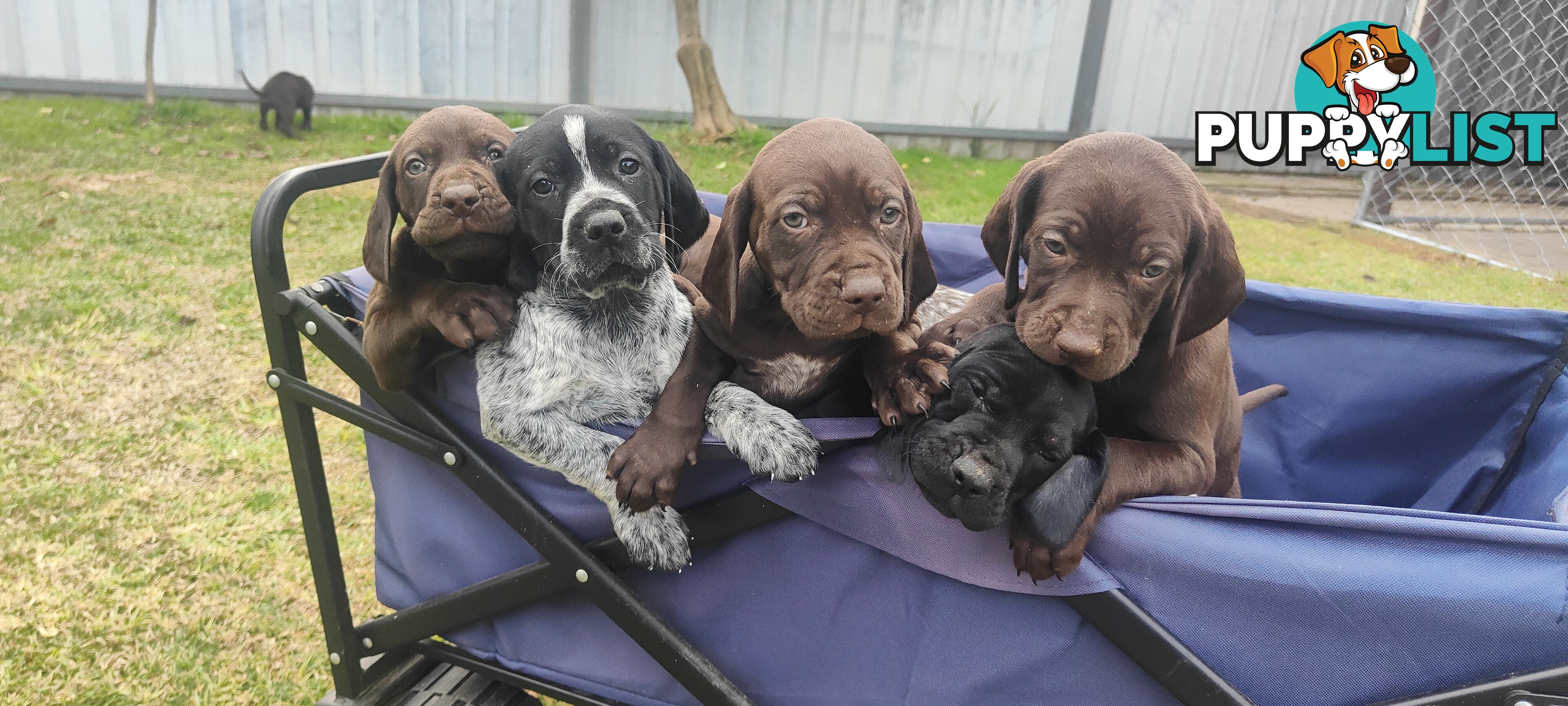 German shorter pointers