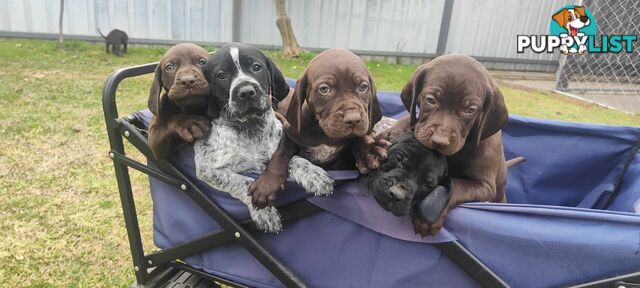 German shorter pointers