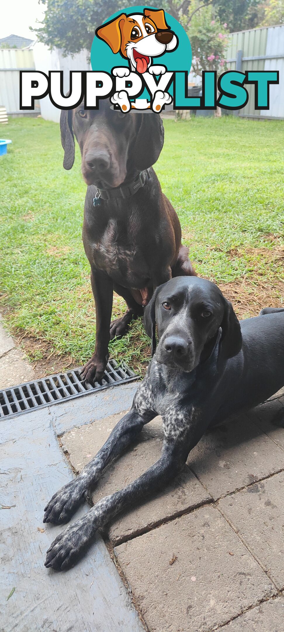 German shorter pointers