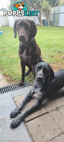 German shorter pointers
