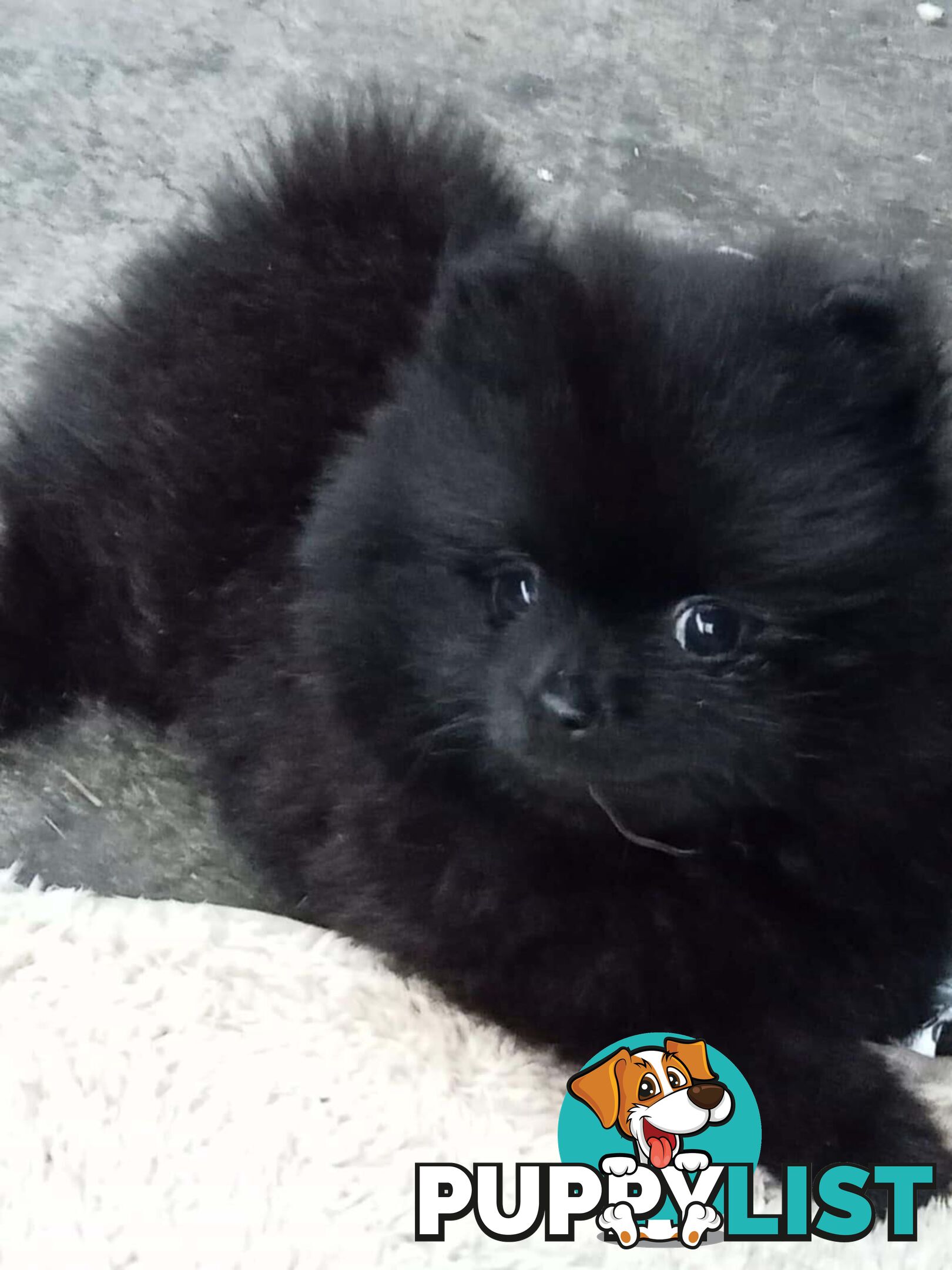 Pure-bred Pomeranian Puppy