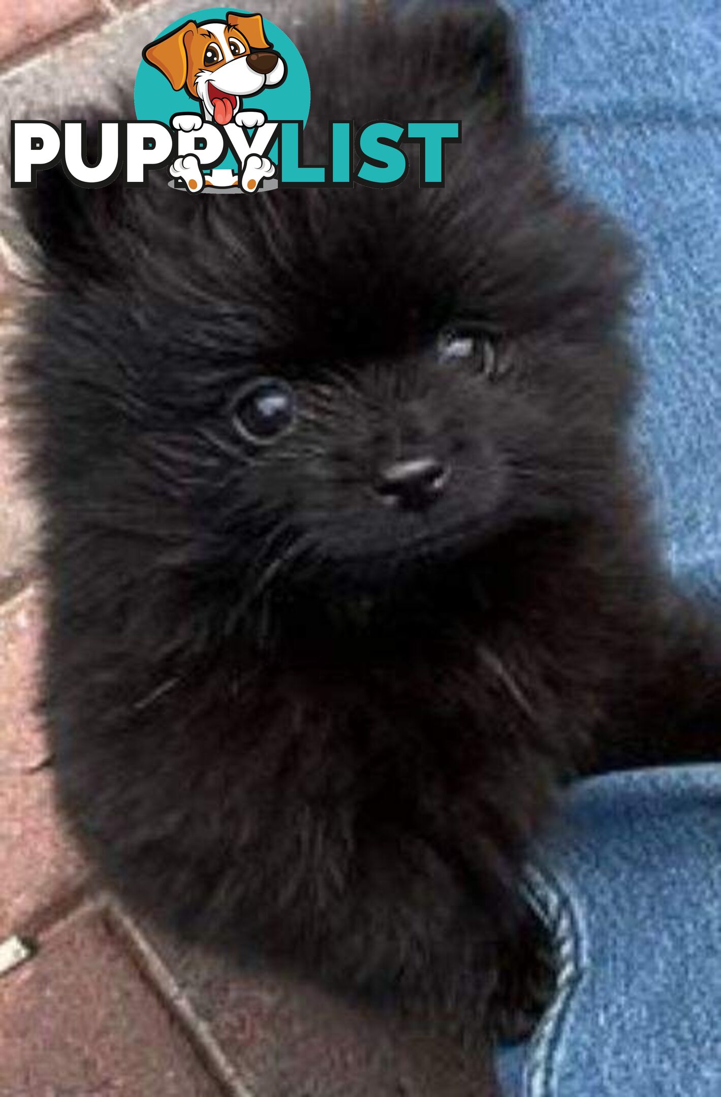 Pure-bred Pomeranian Puppy