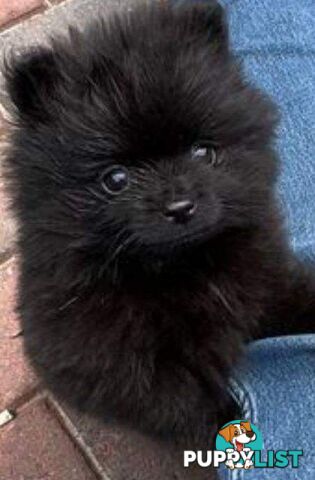 Pure-bred Pomeranian Puppy