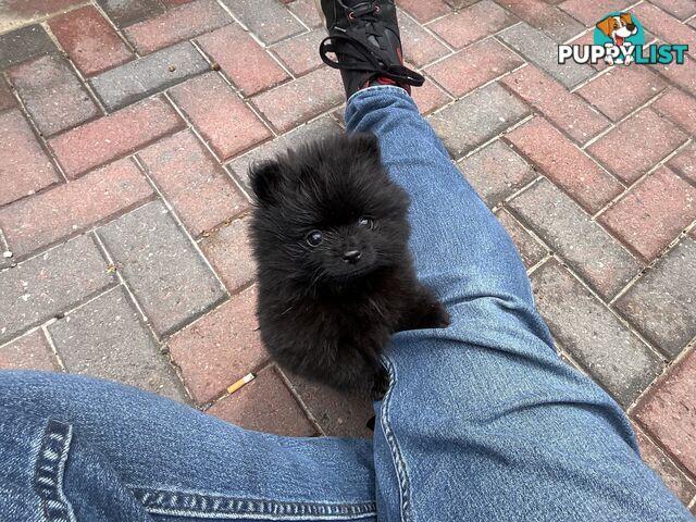 Pure-bred Pomeranian Puppy