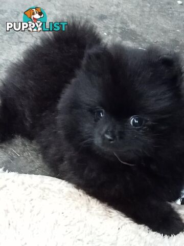 Pure-bred Pomeranian Puppy