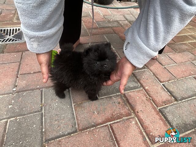 Pure-bred Pomeranian Puppy