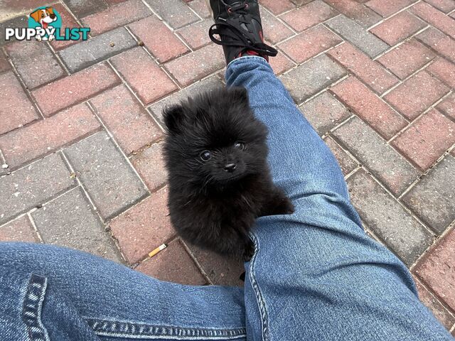 Rare tiny Pomeranian