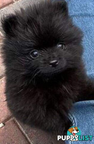 Purebred black Pomeranian puppy