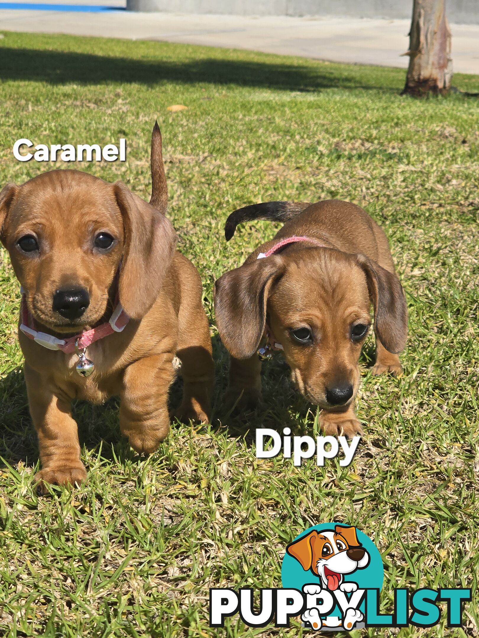 Miniture dachshund