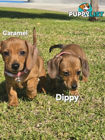 Miniture dachshund