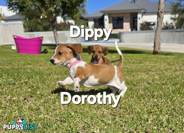 Miniture dachshund