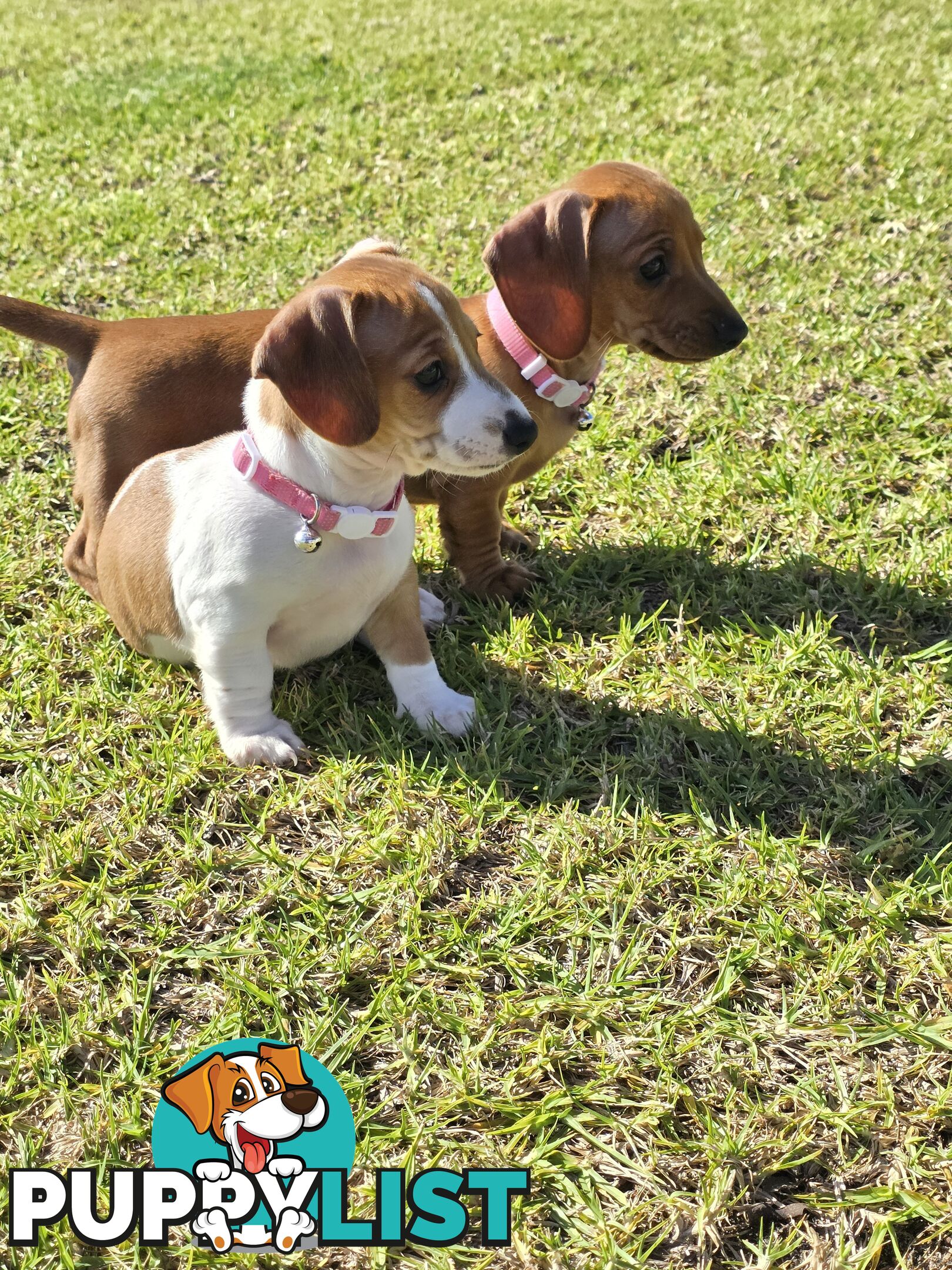 Miniture dachshund