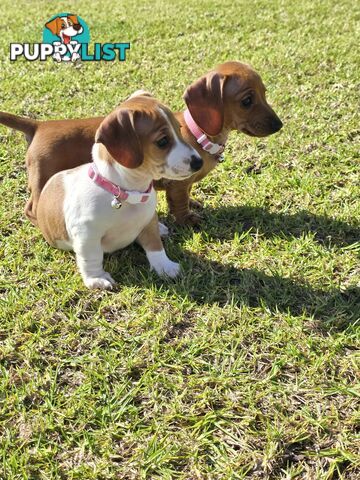Miniture dachshund