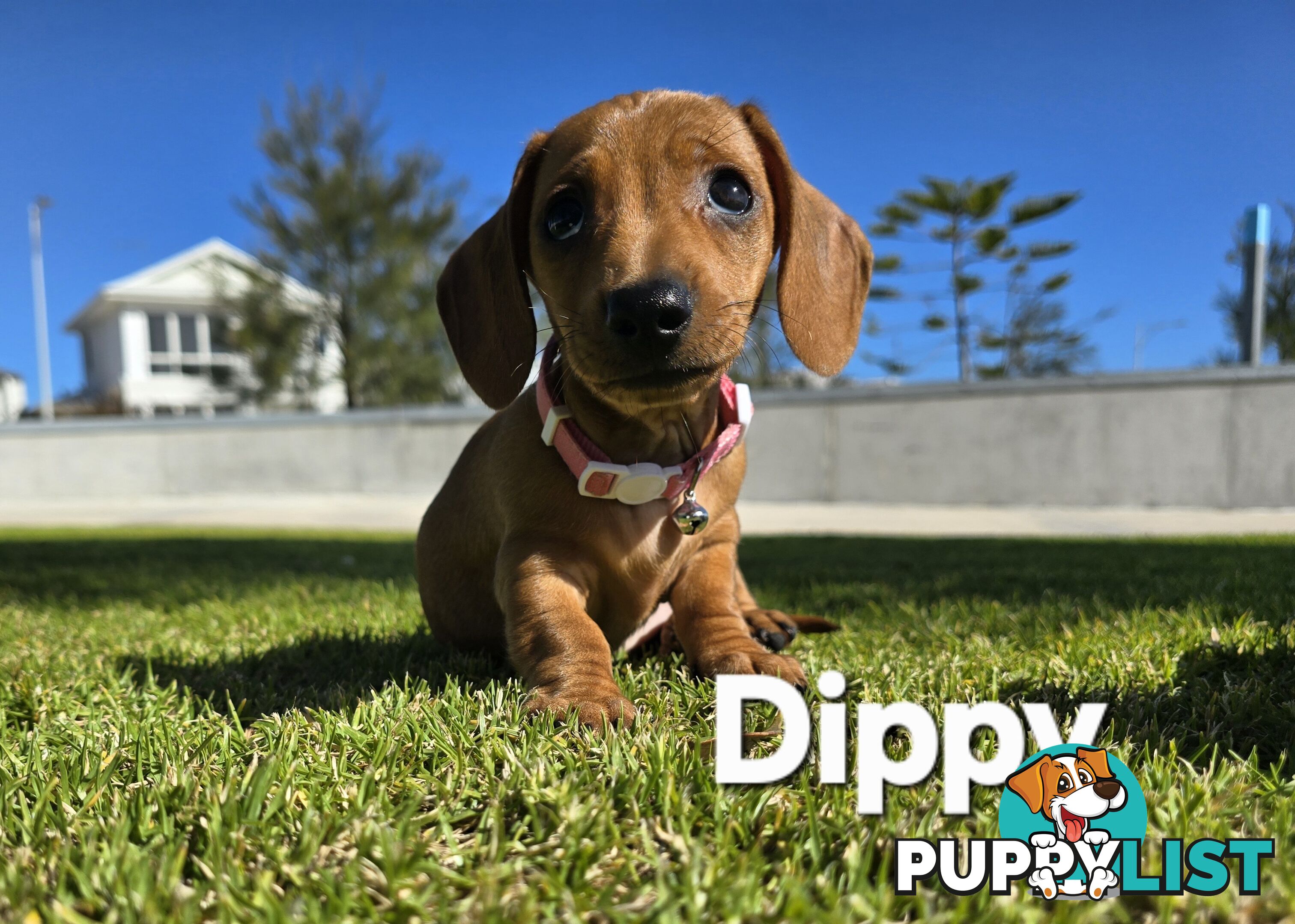 Miniture dachshund