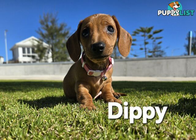 Miniture dachshund