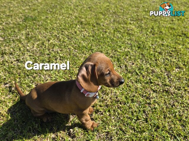 Miniture dachshund