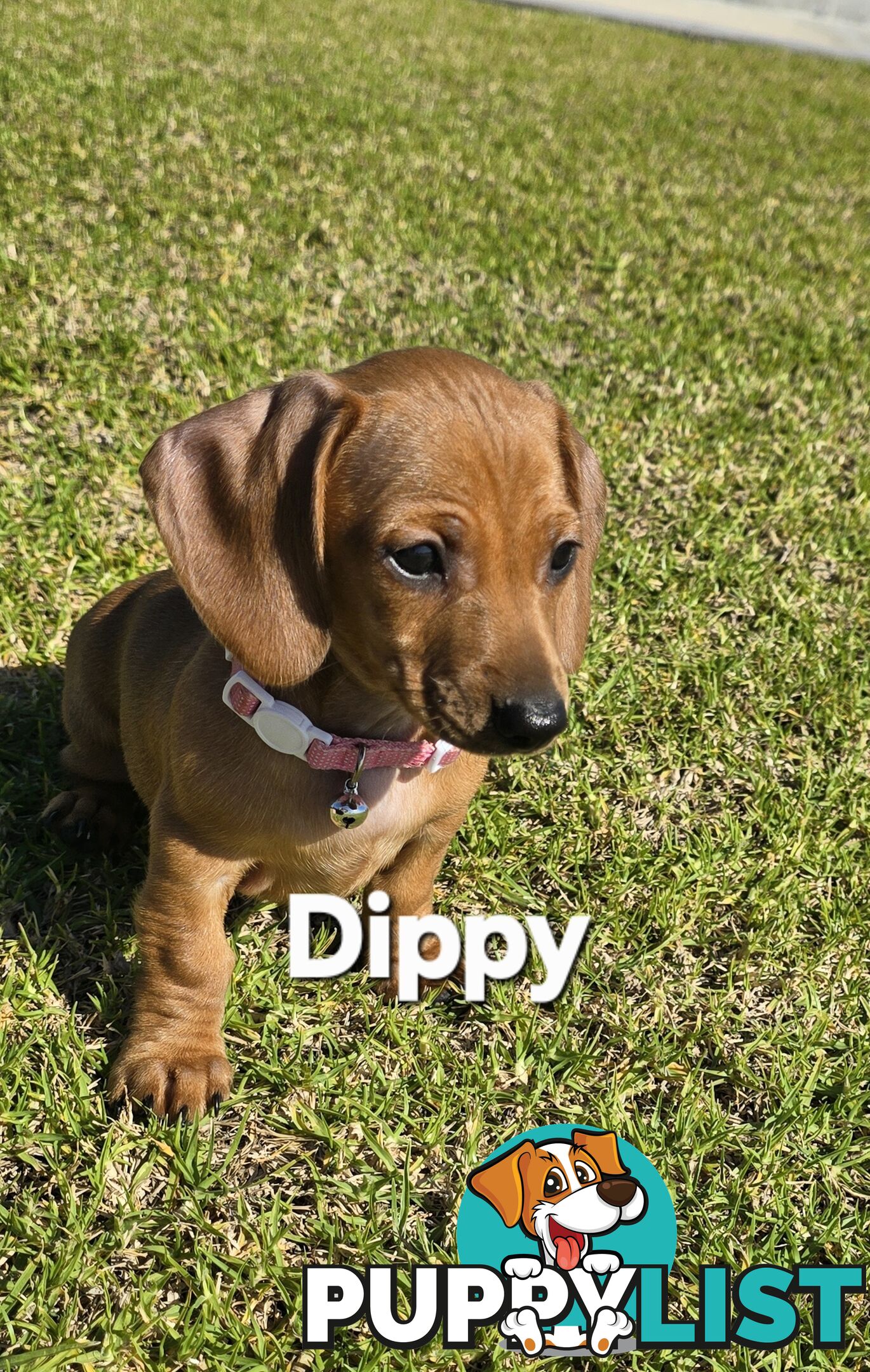 Miniture dachshund