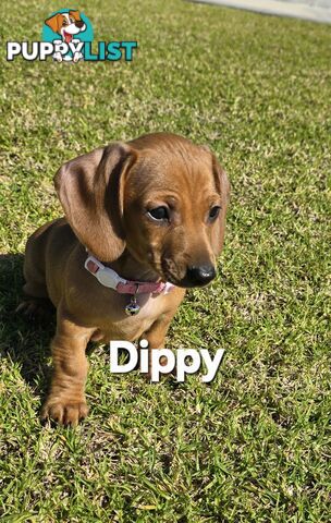 Miniture dachshund