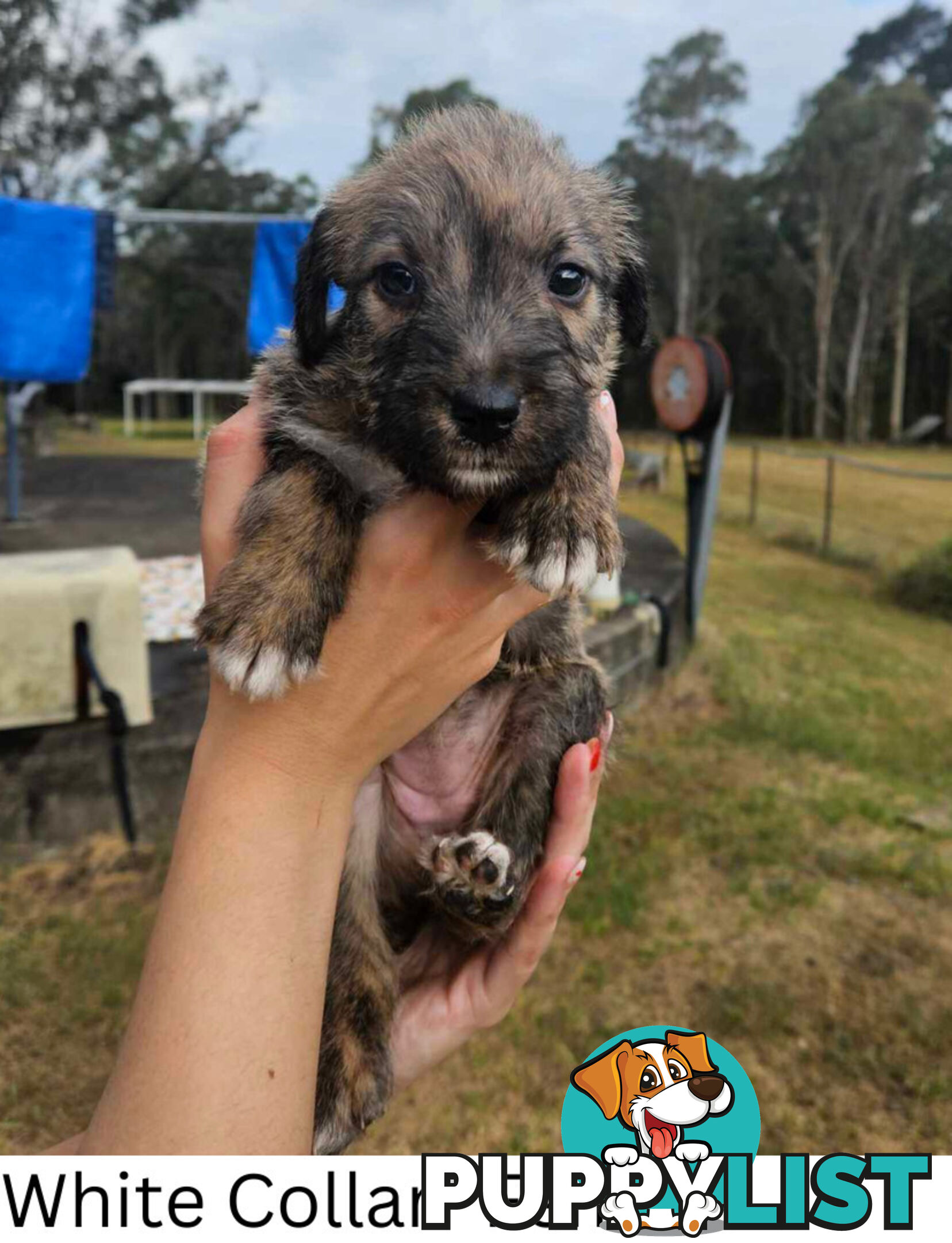 Wolfhound X Deerhound Puppies