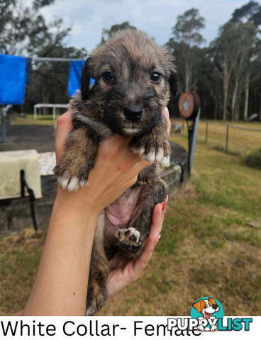 Wolfhound X Deerhound Puppies